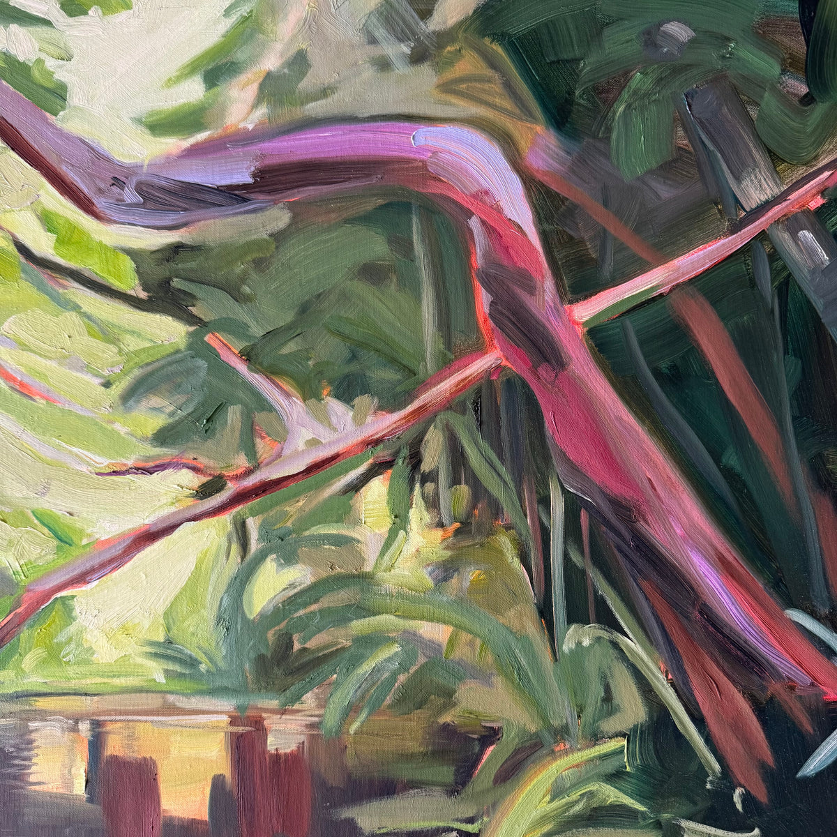 Hoppy Schneider - Daintree Creek Bed
