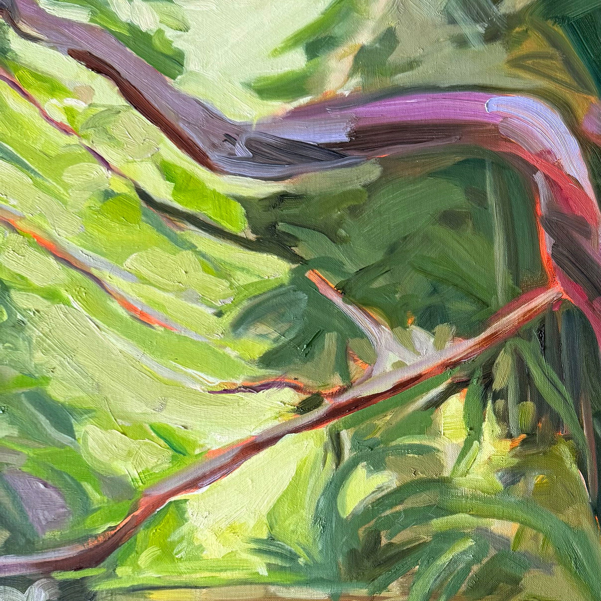 Hoppy Schneider - Daintree Creek Bed