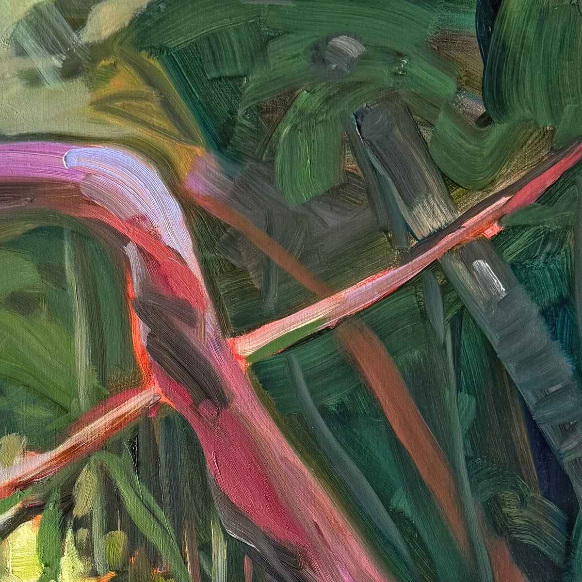 Hoppy Schneider - Daintree Creek Bed