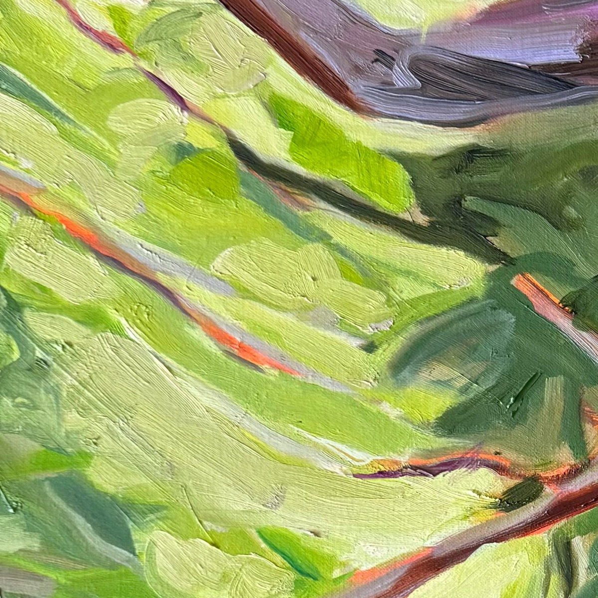 Hoppy Schneider - Daintree Creek Bed