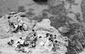 Lisa Atkinson - Pillars Picnic, Mount Martha 2021 – Limited Edition Fine Art Print